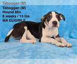 Small #5 Mutt