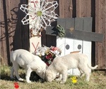 Small Photo #14 Great Pyrenees Puppy For Sale in AGRA, OK, USA