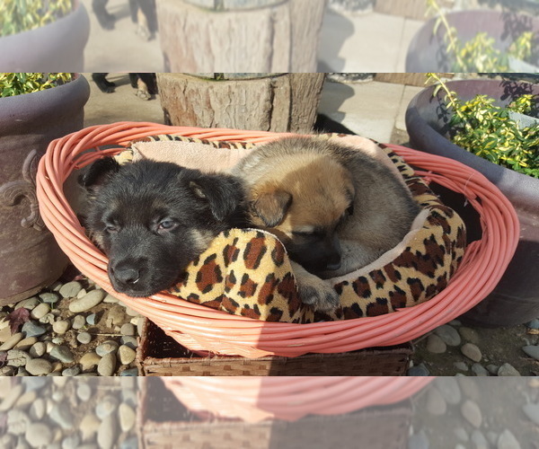 Medium Photo #3 Malinois Puppy For Sale in ORCHARDS, WA, USA