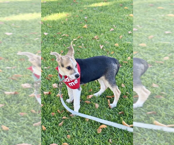 Medium Photo #3 Jack Russell Terrier Puppy For Sale in San Diego, CA, USA
