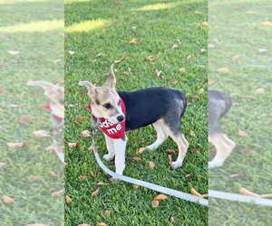 Blueberry - Female Jack Russell Terrier Dog for Adoption - Photo #3