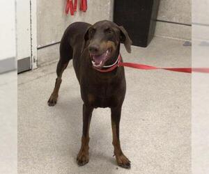 Doberman Pinscher Dogs for adoption in Riverside, CA, USA