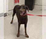 Small Doberman Pinscher