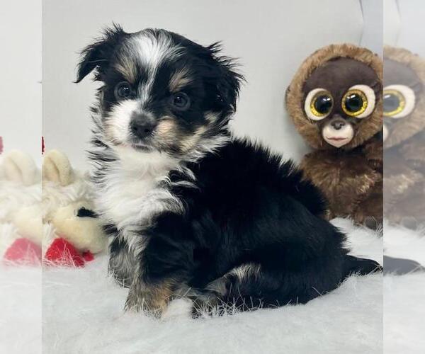 Medium Photo #2 Yorkshire Terrier Puppy For Sale in TAMPA, FL, USA