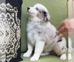 Small Photo #31 Miniature Australian Shepherd Puppy For Sale in LA CANADA FLINTRIDGE, CA, USA