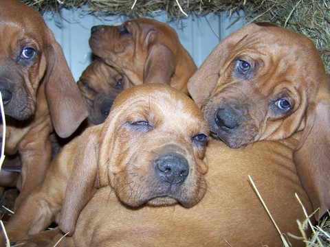 View Ad: Redbone Coonhound Litter of Puppies for Sale near ...
