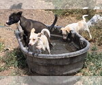 Small #3 Bull Terrier Mix