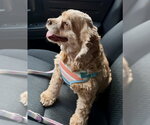 Small Cocker Spaniel