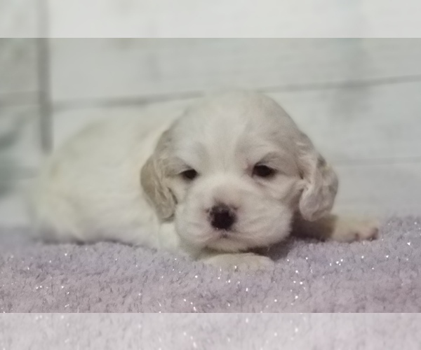 Medium Photo #24 Cocker Spaniel Puppy For Sale in TERRY, MS, USA