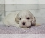 Small Photo #24 Cocker Spaniel Puppy For Sale in TERRY, MS, USA