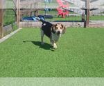 Small Beagle