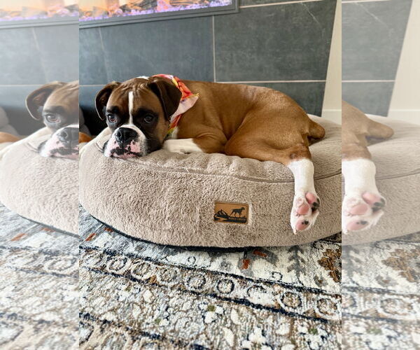 Medium Photo #3 Boxer Puppy For Sale in  Katy, TX, USA
