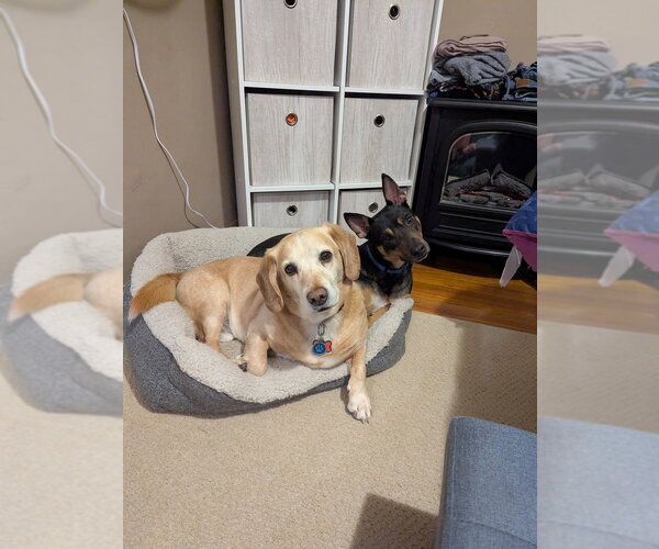 Medium Photo #6 Mutt Puppy For Sale in Evansville, IN, USA
