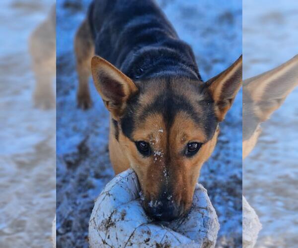 Medium Photo #8 German Shepherd Dog-Unknown Mix Puppy For Sale in Incline Village, NV, USA