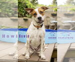 Small #9 Red Heeler Mix