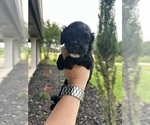 Small #4 Cock-A-Poo