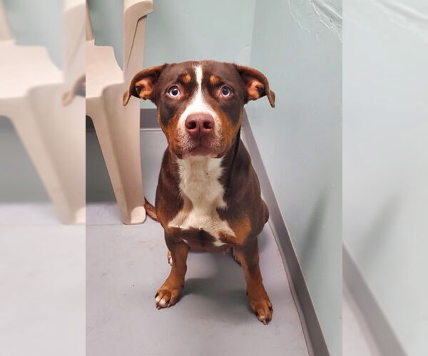 Medium Photo #2 Mutt Puppy For Sale in Lake City, MI, USA