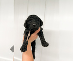 Small Photo #21 Poodle (Standard) Puppy For Sale in TIMMONSVILLE, SC, USA