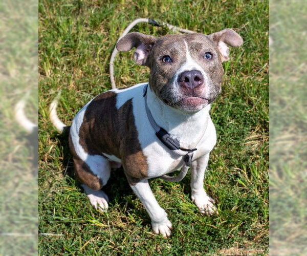 Medium Photo #2 American Pit Bull Terrier Puppy For Sale in Louisville, KY, USA