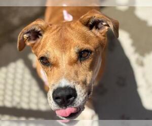 American Pit Bull Terrier-Unknown Mix Dogs for adoption in Tulsa, OK, USA