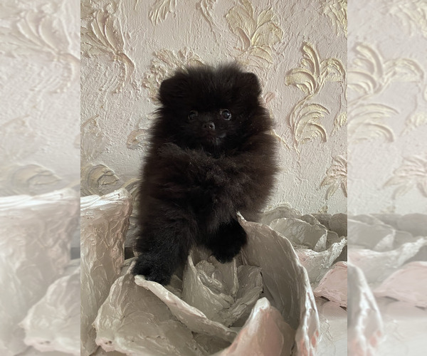 Medium Photo #1 Pomeranian Puppy For Sale in Chisinau, Chisinau Municipality, Moldova