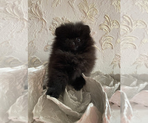 Pomeranian Puppy for sale in Chisinau, Chisinau Municipality, Moldova