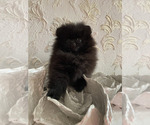 Image preview for Ad Listing. Nickname: Gucci
