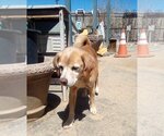 Small #4 Beagle