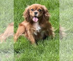Maria - Female Cavalier King Charles Spaniel Dog for Adoption - Small photo