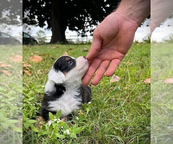 Medium Photo #3 Miniature Australian Shepherd Puppy For Sale in MONTICELLO, SC, USA