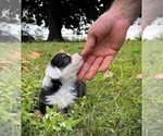 Small #2 Miniature Australian Shepherd