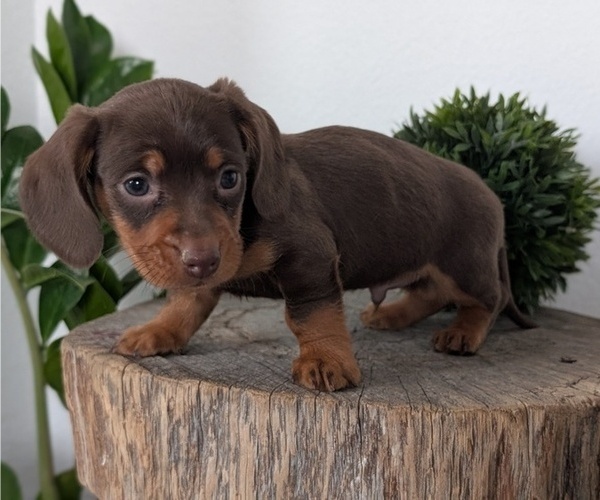 Medium Photo #41 Dachshund Puppy For Sale in GOSHEN, IN, USA