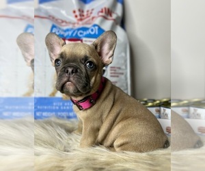 French Bulldog Dog for Adoption in OJAI, California USA