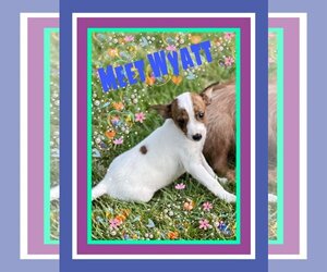 Jack Russell Terrier Dogs for adoption in Pipe Creek, TX, USA