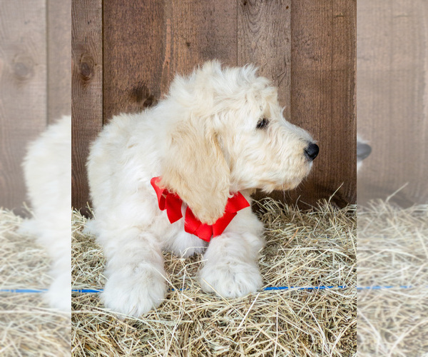 Medium Photo #4 Goldendoodle Puppy For Sale in LITTLE ROCK, AR, USA