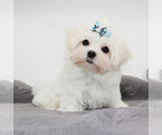 Small #2 Maltese
