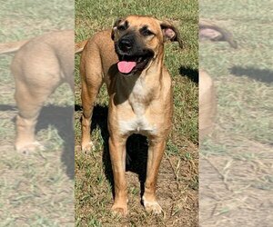 Black Mouth Cur-Unknown Mix Dogs for adoption in Coppell, TX, USA