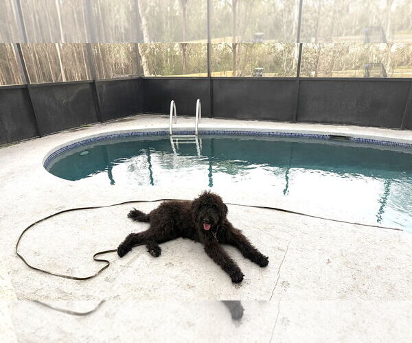 Medium Photo #2 Poodle (Standard)-Unknown Mix Puppy For Sale in Valrico, FL, USA