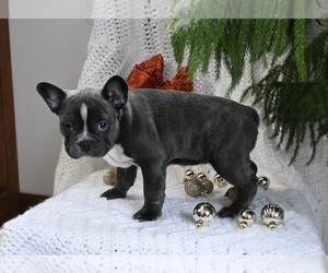 Faux Frenchbo Bulldog Puppy for sale in MILLERSBURG, OH, USA