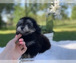 Small #3 Poovanese
