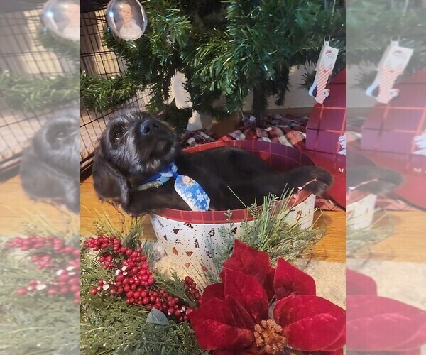 Medium Photo #6 Labradoodle Puppy For Sale in MONTROSE, CO, USA