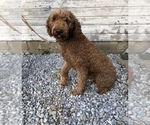 Small Photo #1 Goldendoodle Puppy For Sale in RITTMAN, OH, USA