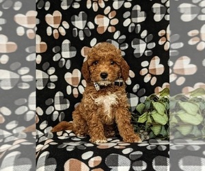 Miniature Labradoodle Puppy for sale in NOTTINGHAM, PA, USA