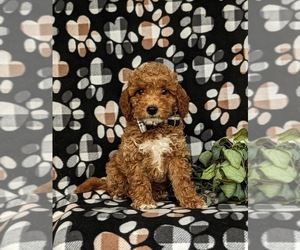 Miniature Labradoodle Puppy for sale in NOTTINGHAM, PA, USA