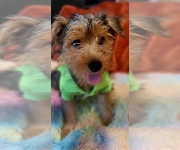 Medium Photo #13 Yorkshire Terrier Puppy For Sale in AKRON, OH, USA