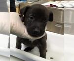 Small German Shepherd Dog Mix