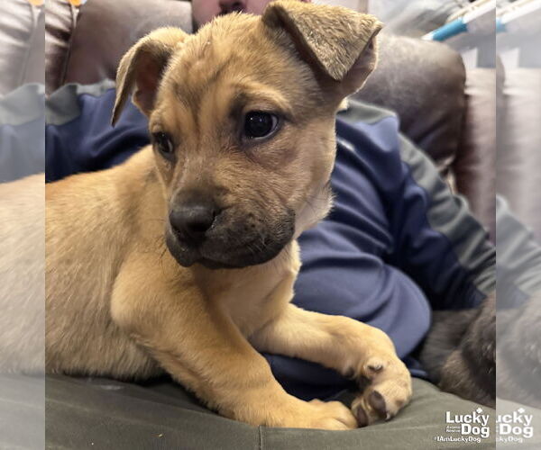 Medium Photo #7 Mutt Puppy For Sale in Washington, DC, USA