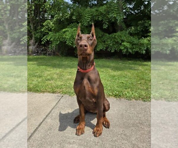 Medium Photo #98 Doberman Pinscher Puppy For Sale in FORT LAUDERDALE, FL, USA
