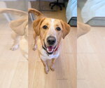 Small #3 Labrador Retriever Mix