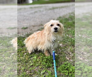 Mutt Dogs for adoption in Claremore, OK, USA